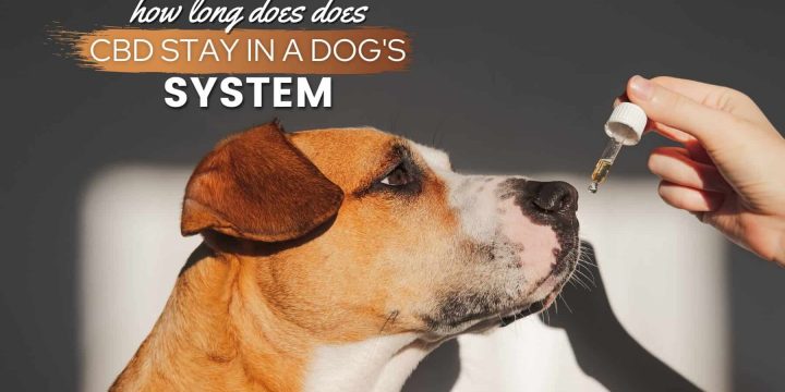REASONS DOGS BENEFIT FROM CBD OIL FOR PETS