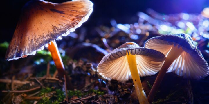 UNDERSTANDING THE DIFFERENCES BETWEEN MAGIC MUSHROOMS AND LSD A COMPREHENSIVE GUIDE 